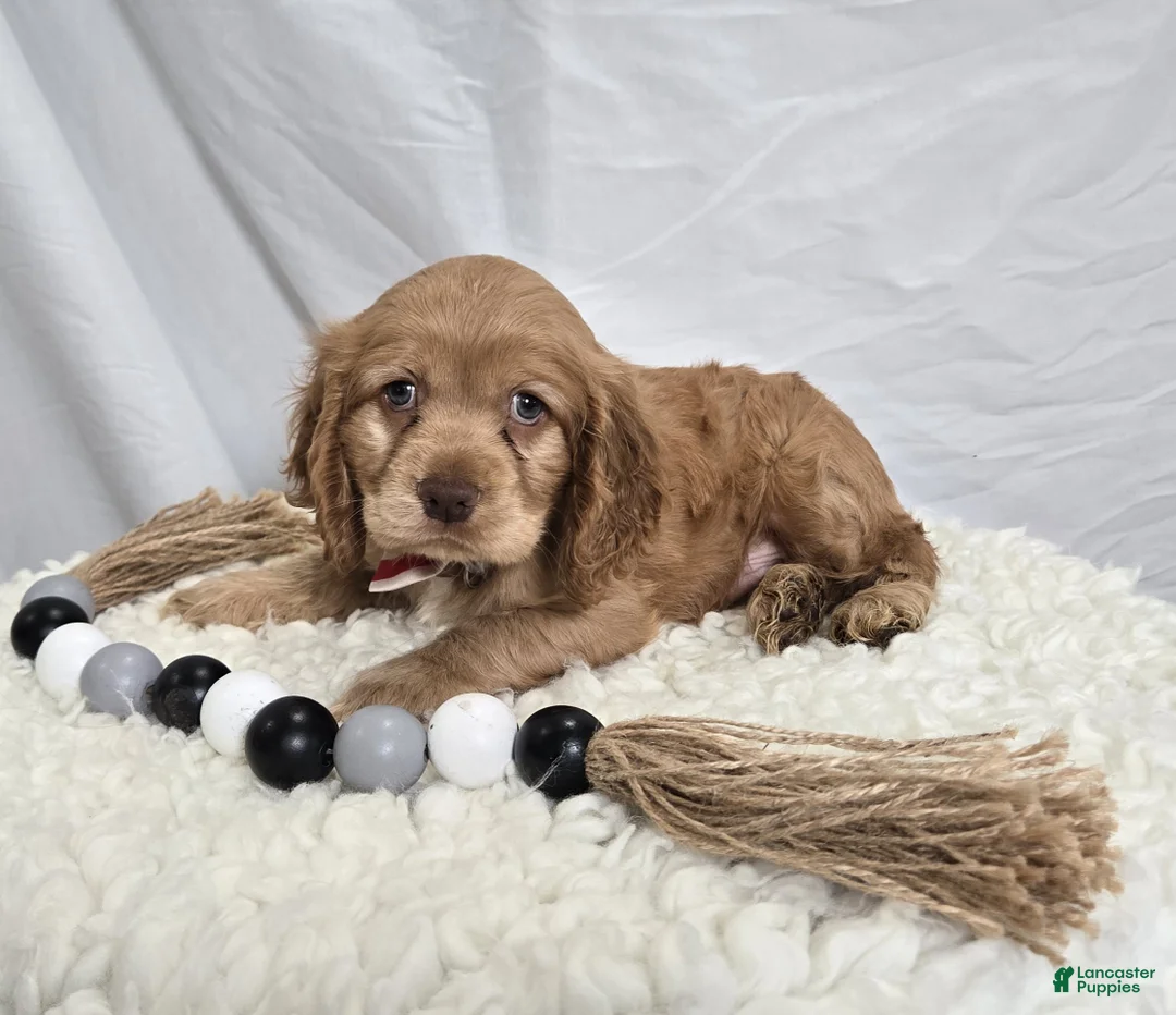 Cocker Spaniel dogs for sale: Leo - Ad 3
