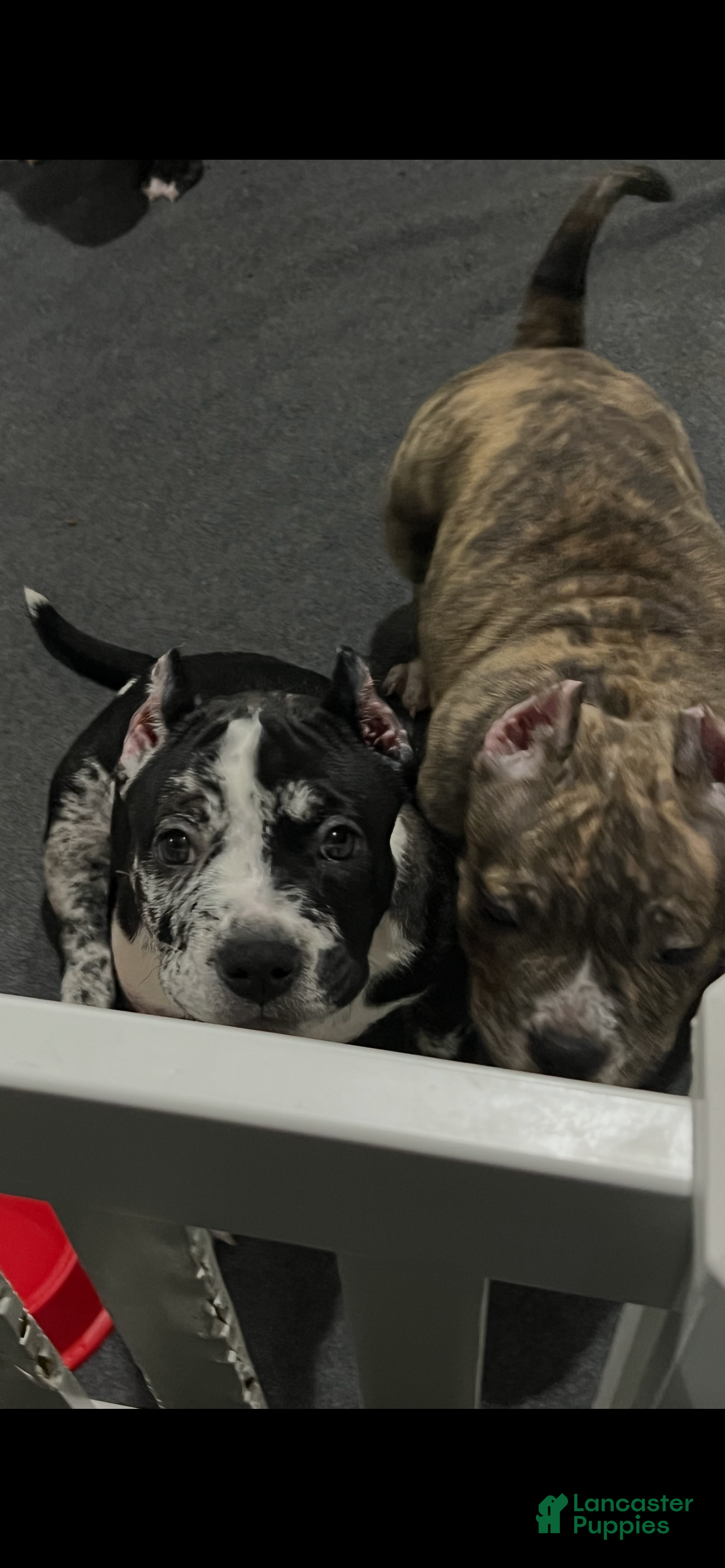 American Bully dogs for sale: American Bully 2 - Ad 13