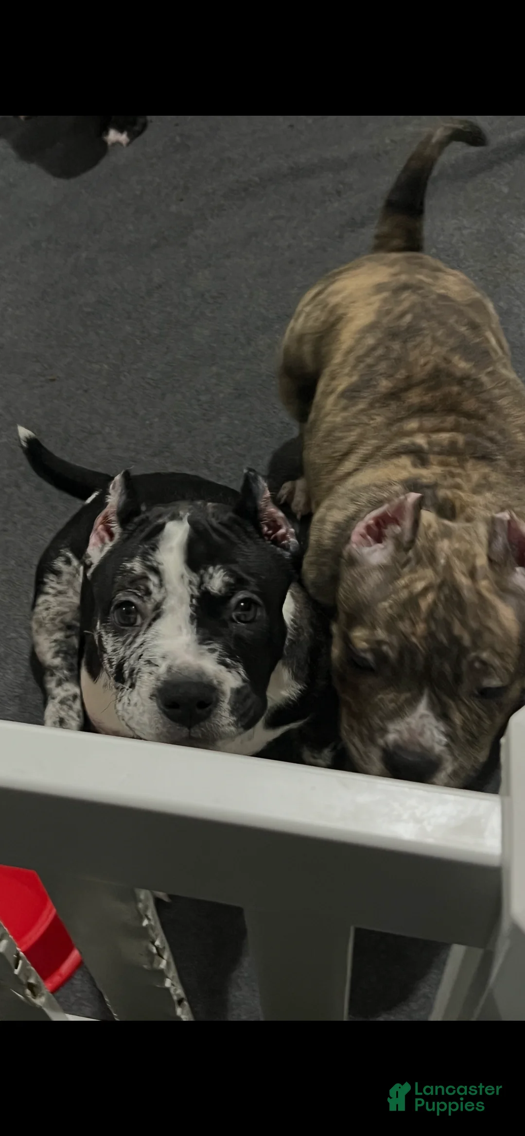 American Bully dogs for sale: American Bully 2 - Ad 1