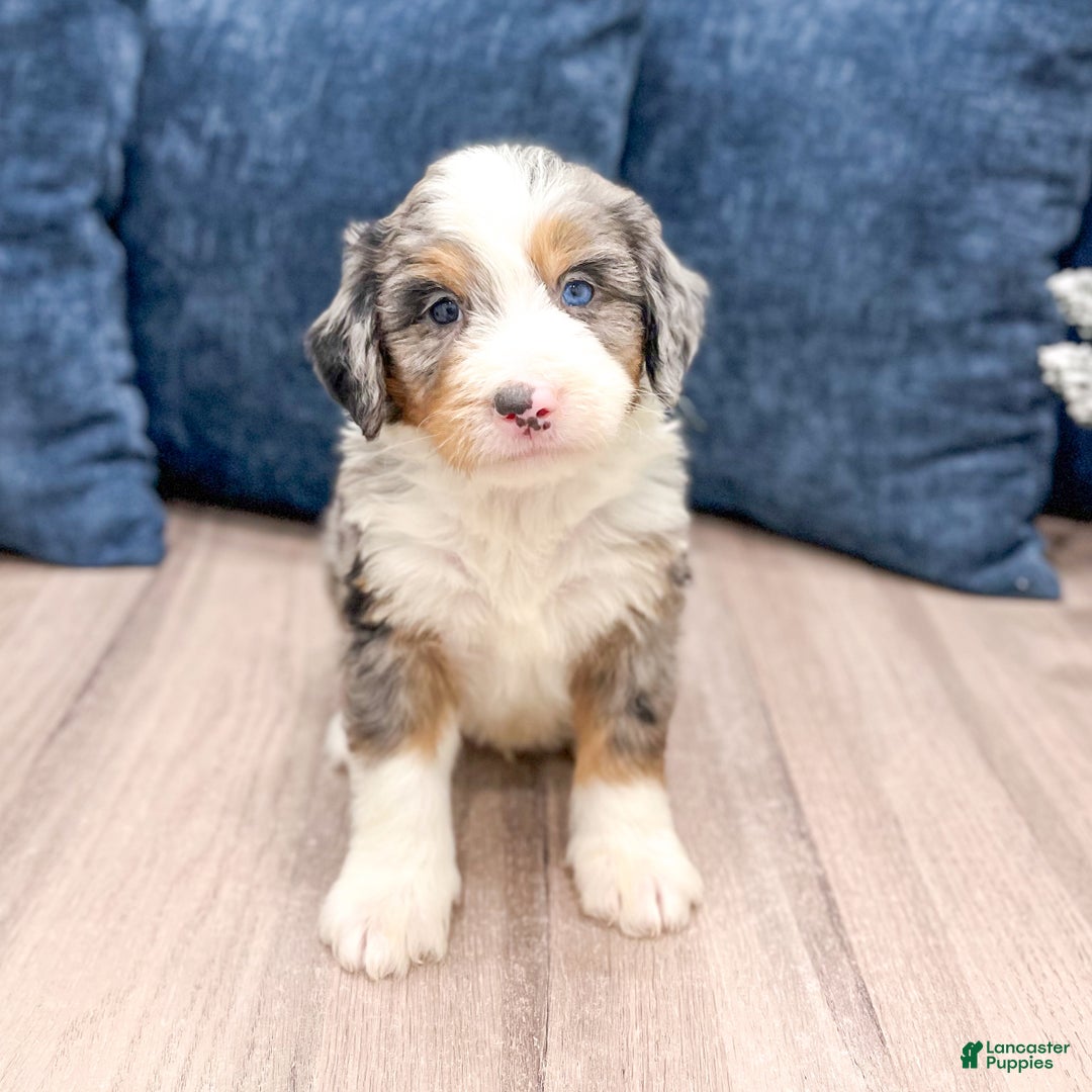 Mini Bernedoodle dogs for sale: Henry - Ad 2