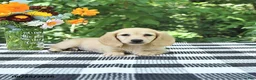 Miniature Dachshund dogs for sale: Henry - Ad 4