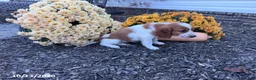 Welsh Springer Spaniel dogs for sale: Lassie - Ad 12
