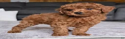 Miniature Poodle dogs for sale: Chloe - Ad 9