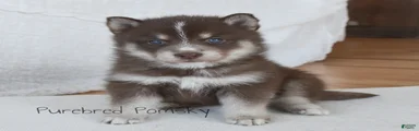 Coco Chocolate Pomsky