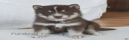 Pomsky dogs for sale: Coco Chocolate Pomsky - Ad 1
