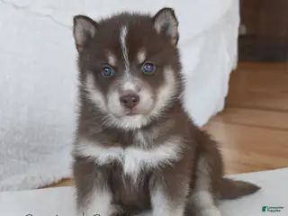 Pomsky dogs Coco Chocolate Pomsky - Ad 11