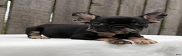 French Bulldog dogs for sale: Honey - Ad 4