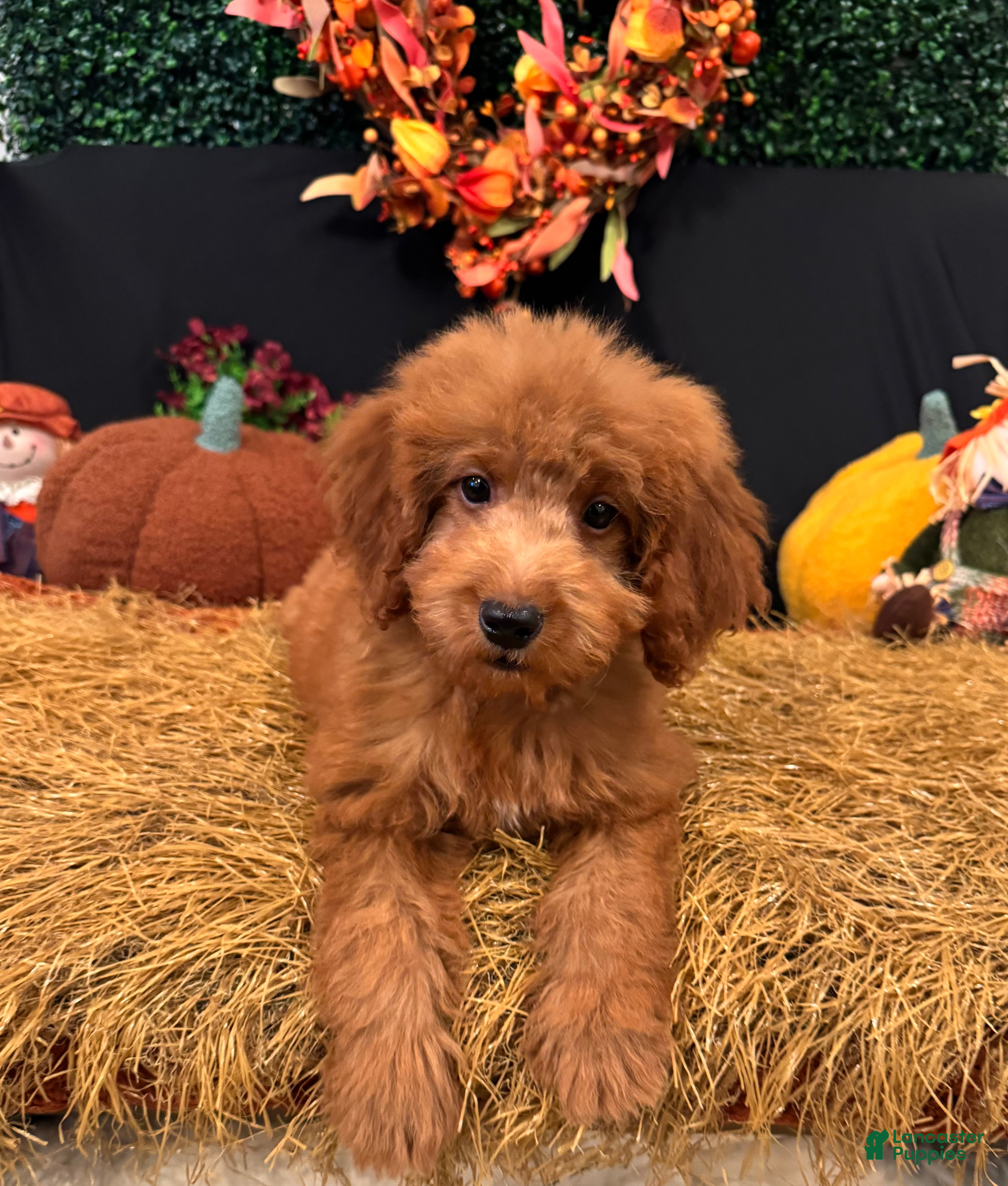 Mini Goldendoodle dogs Aspen - Ad 3