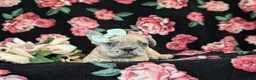 French Bulldog dogs for sale: Reba - Ad 8