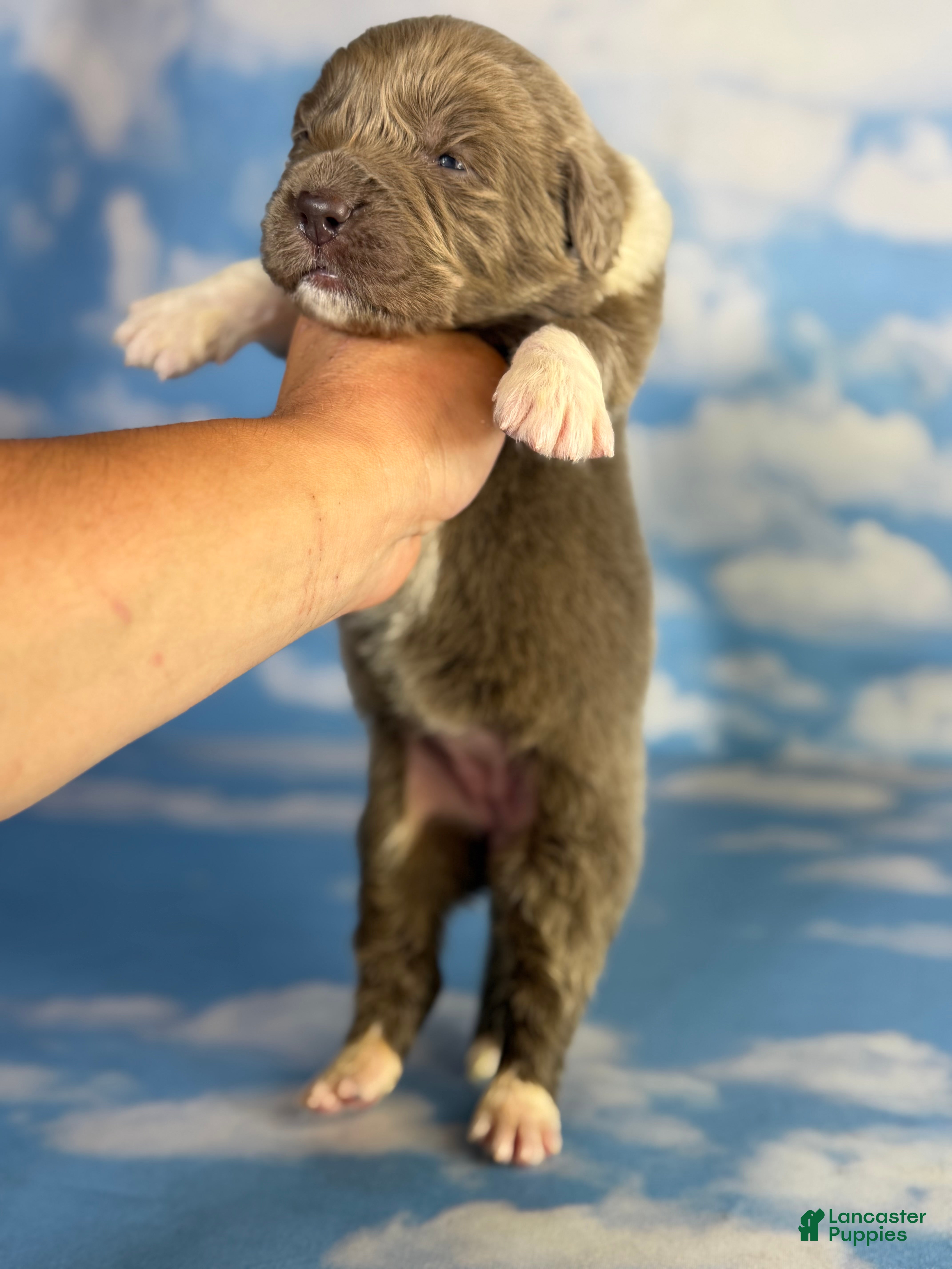 Newfoundland dogs Sorbet DNA clear OFA  - Ad 1
