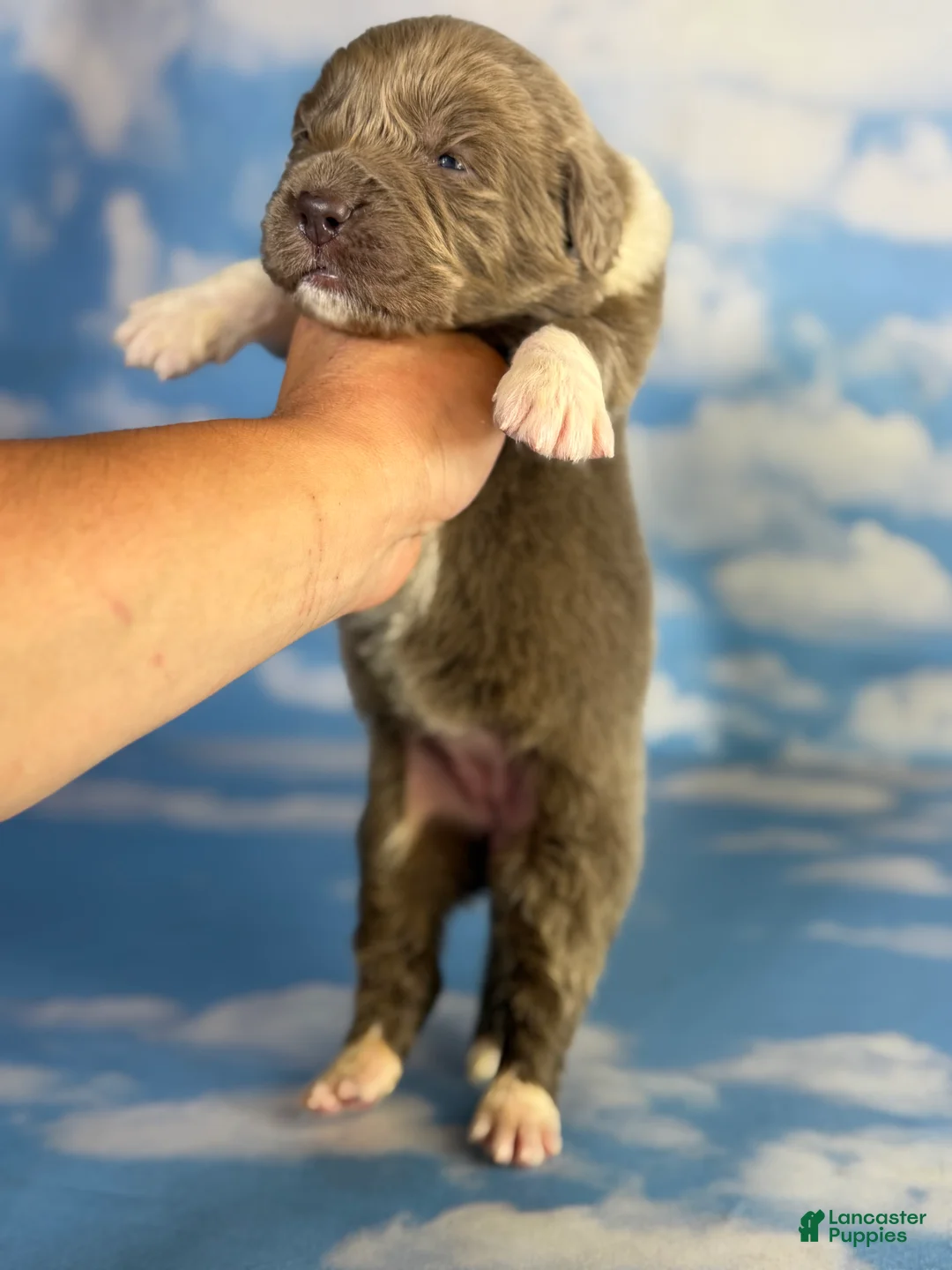 Newfoundland dogs for sale: Sorbet DNA clear OFA  - Ad 1