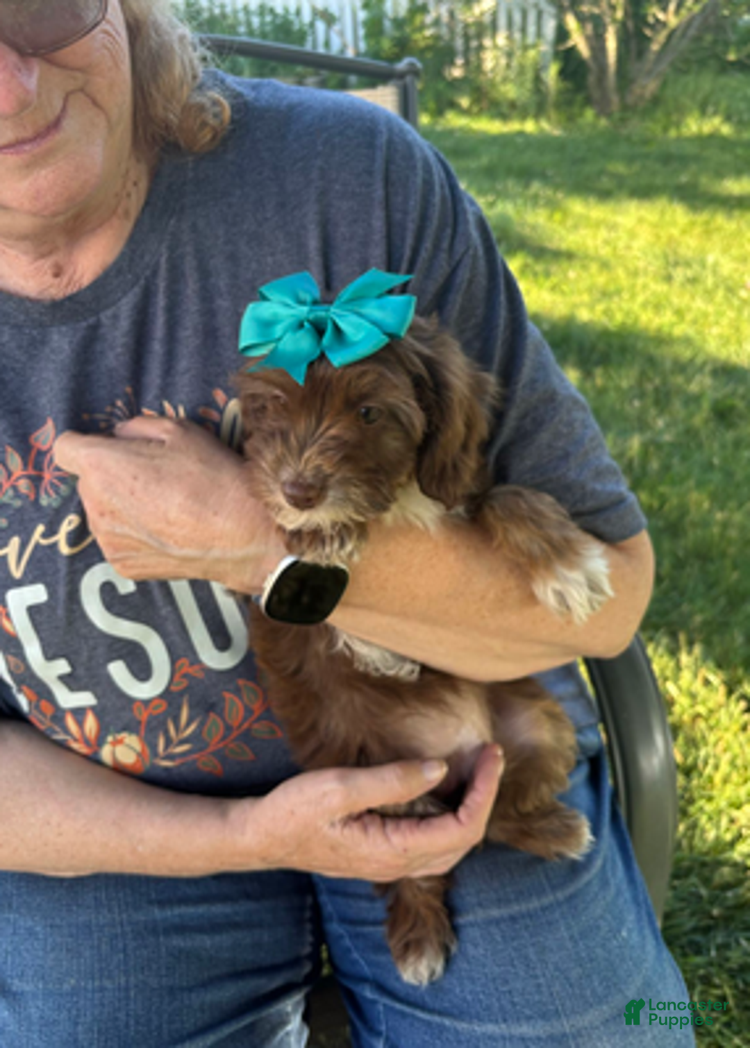 Aussiedoodle dogs for sale: Victoria - Ad 4