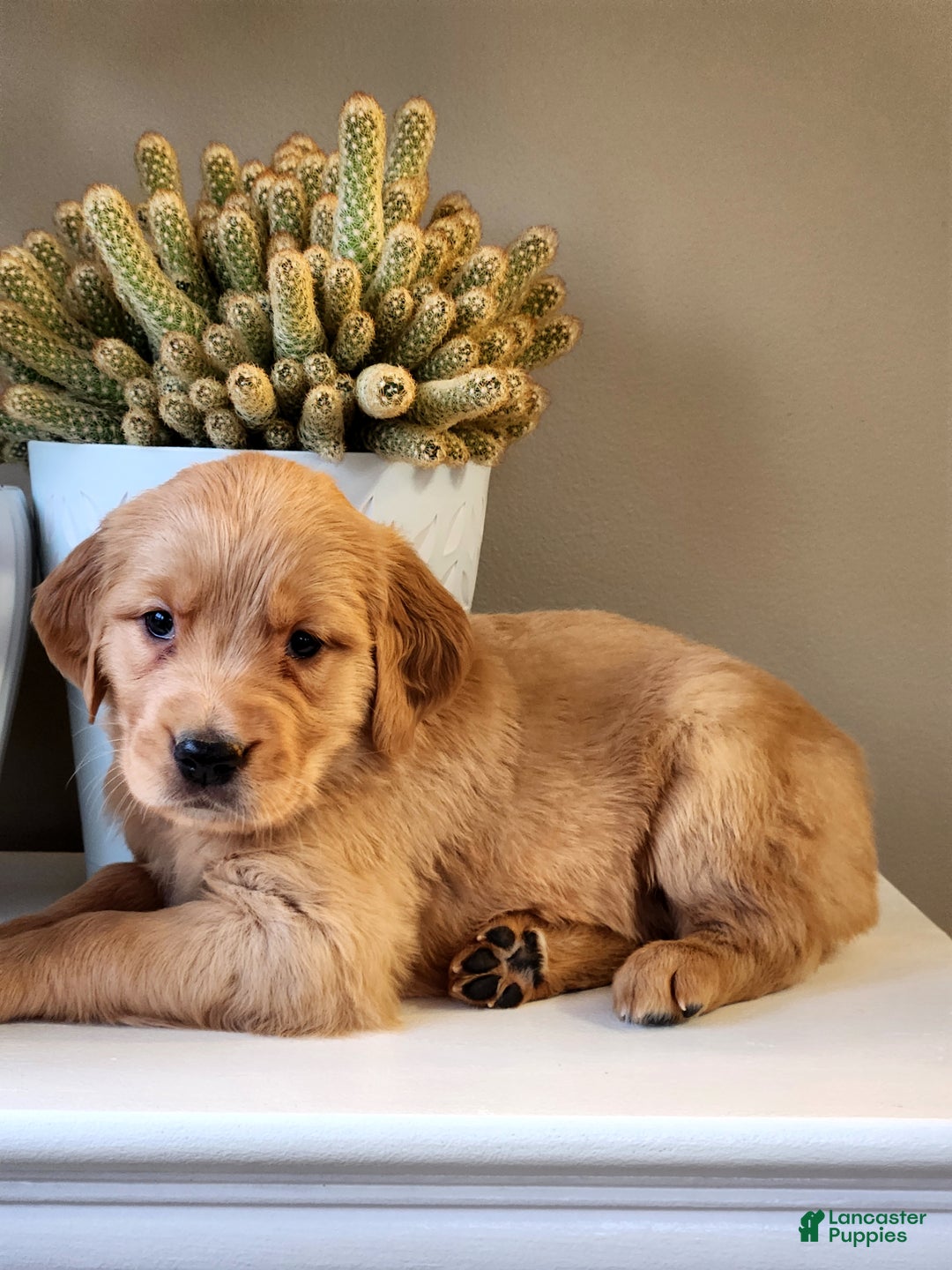 Golden Retriever dogs for sale: Robby - Ad 3