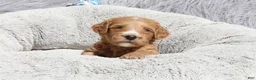 Mini Goldendoodle dogs for sale: Manny 💙 GenClearParents - Ad 2