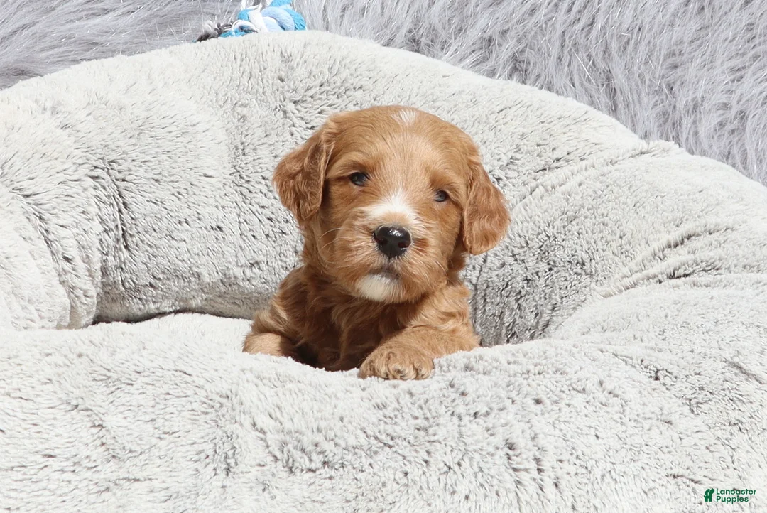 Mini Goldendoodle dogs for sale: Manny 💙 GenClearParents - Ad 2