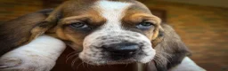 Basset Hound dogs for sale: Sophie - Ad 5