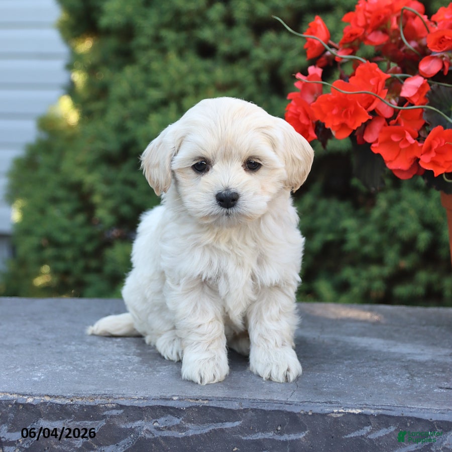 Mixed Breed dogs Explorer - Ad 1