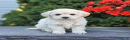 Mixed Breed dogs for sale: Explorer - Ad 1