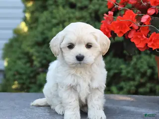 Mixed Breed dogs for sale: Explorer - Ad 4