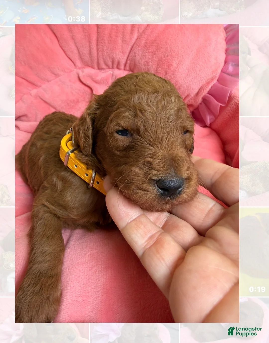 Standard Poodle dogs for sale: Lilac - Ad 7