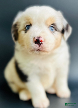 Mixed Breed dogs Cory - Ad 1