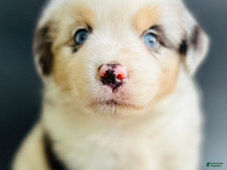 Mixed Breed dogs Cory - Ad 1