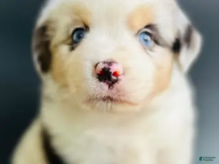 Mixed Breed dogs Cory - Ad 2