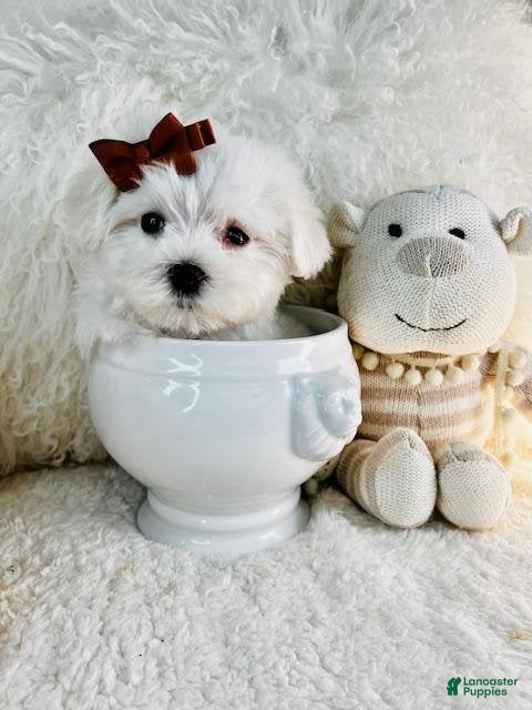 Maltese dogs Maltese Puppy 1 - Ad 1