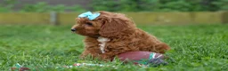 Cavapoo dogs for sale: OSCAR - Ad 11