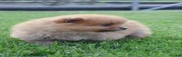 Pomeranian dogs for sale: Jett - Ad 4