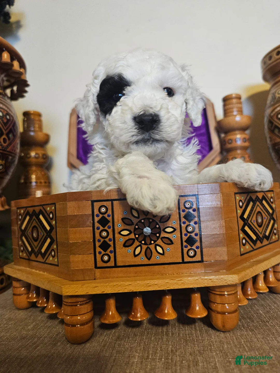Mini Goldendoodle dogs for sale: Aspen - Ad 2