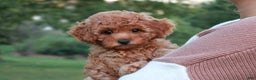 Cavapoo dogs for sale: Junipuff - Ad 6