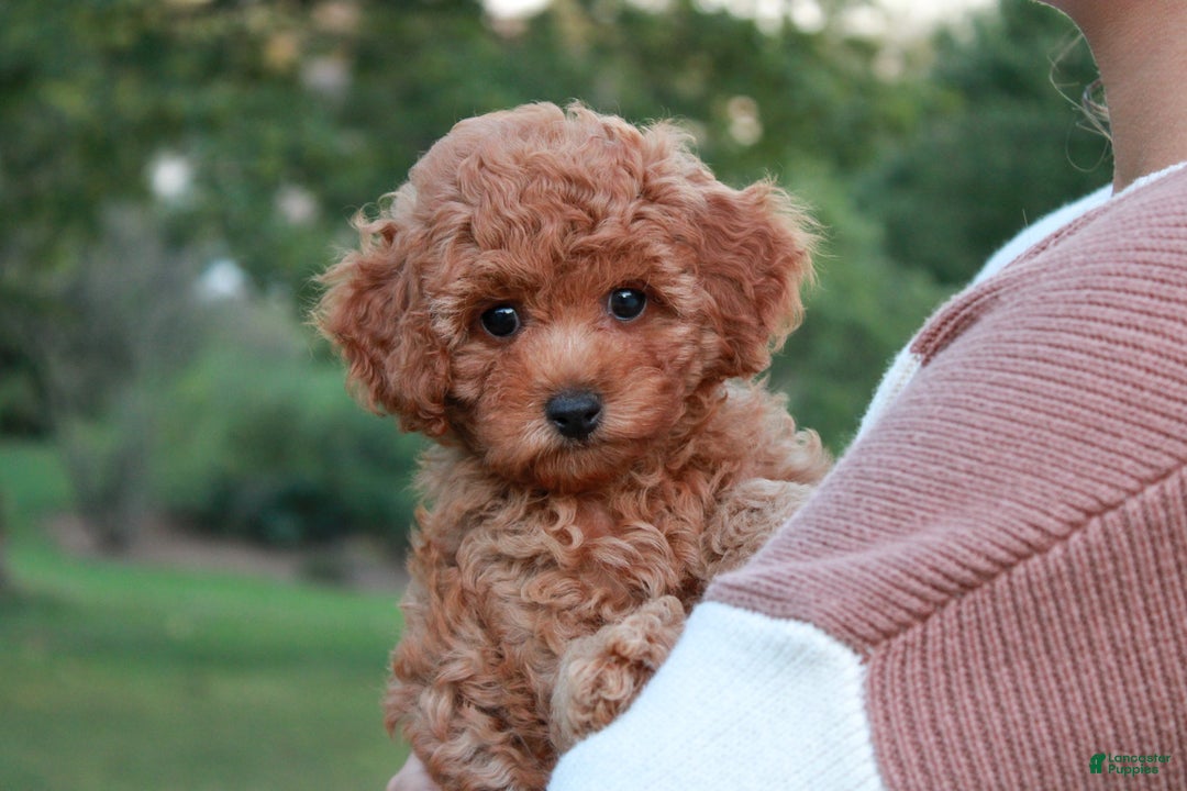 Cavapoo dogs for sale: Junipuff - Ad 6