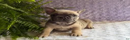 French Bulldog dogs for sale: Smokey - Ad 5