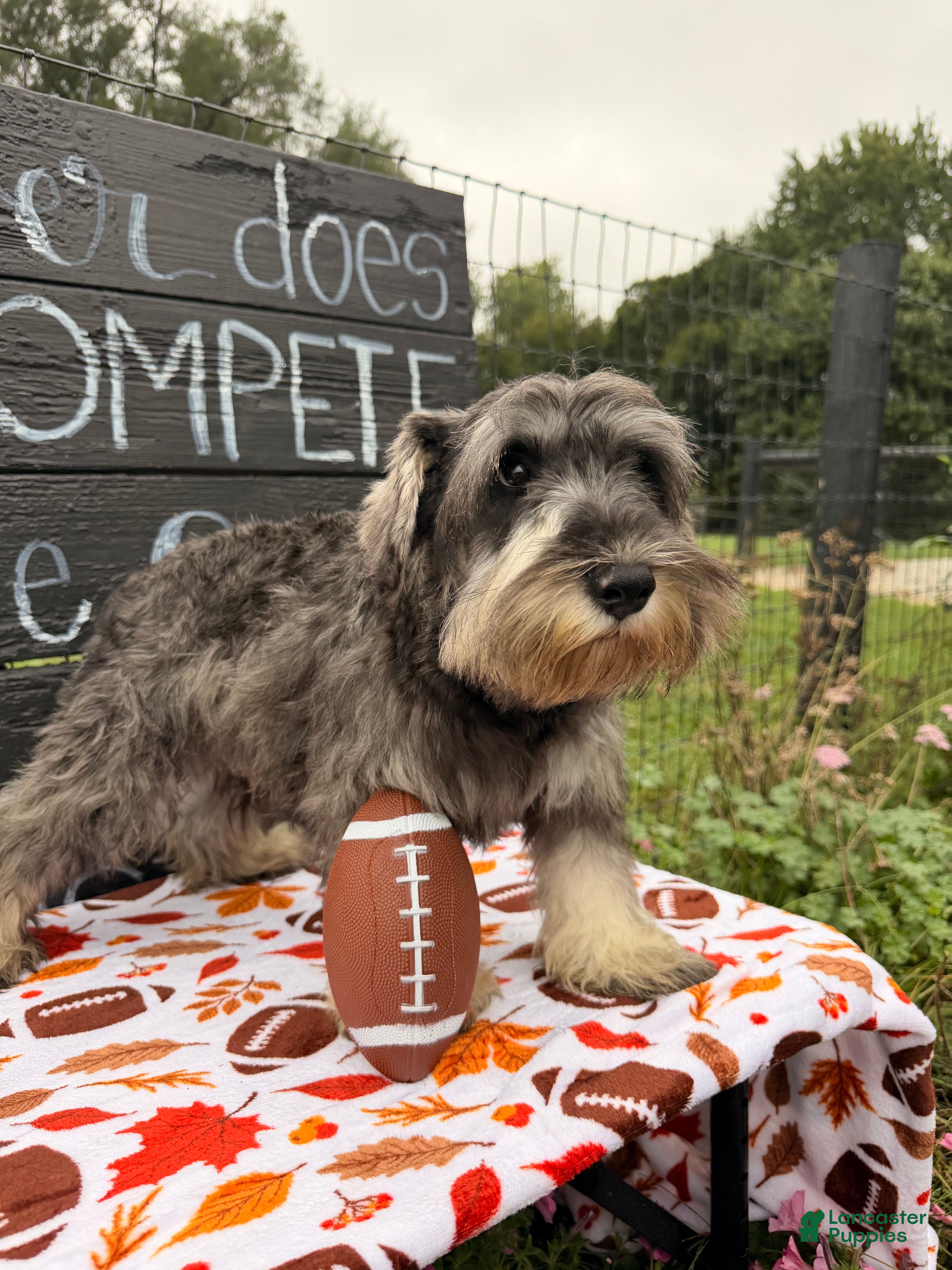 Miniature Schnauzer dogs Kenneth Miniature Schnauzer  - Ad 2