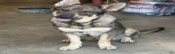 German Shepherd dogs for sale: German Shepherd 7 - Ad 7