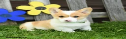 Welsh Corgi Pembroke dogs for sale: Biscuit - Ad 4