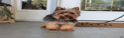 Yorkshire Terrier dogs for sale: Raven - Ad 17