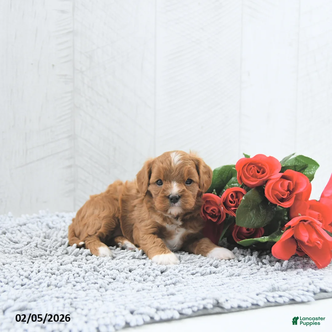 Cavapoo dogs for sale: Megan - Ad 4