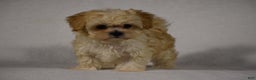 Maltipoo dogs for sale: Blossom - Ad 6