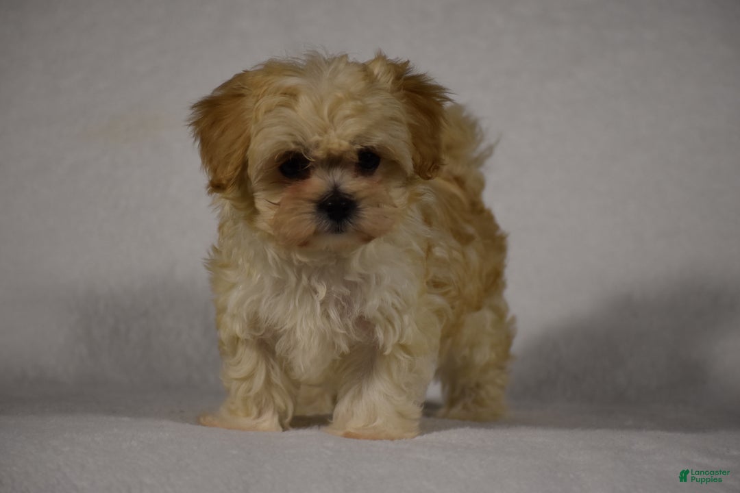 Maltipoo dogs for sale: Blossom - Ad 6