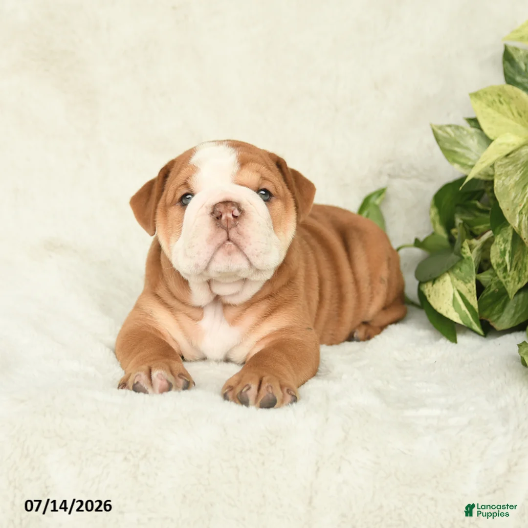 English Bulldog dogs for sale: Taser - Ad 2