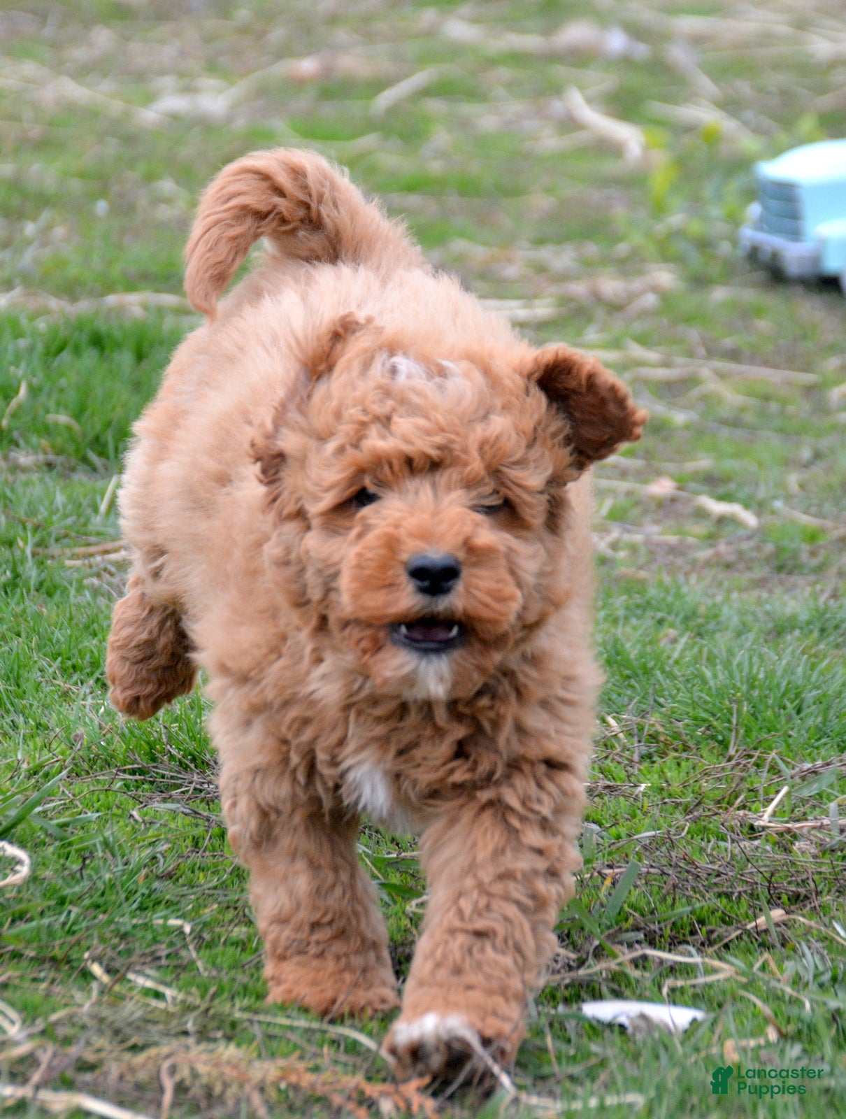 Mini Goldendoodle dogs Mini Goldendoodle Dallas - Ad 6