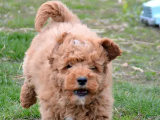 Mini Goldendoodle dogs Mini Goldendoodle Dallas - Ad 6