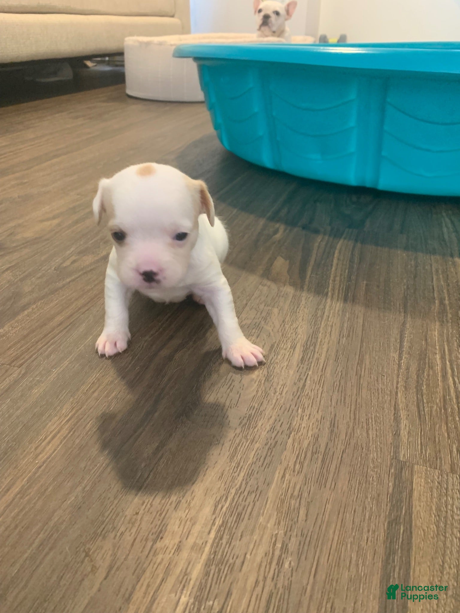 Mixed Breed dogs Niko - Ad 13