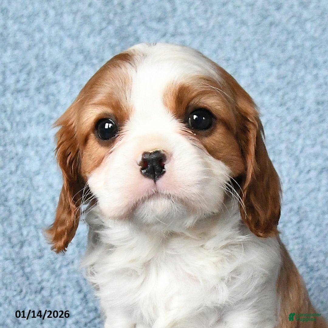 Cavalier King Charles Spaniel dogs for sale: Max - Ad 4
