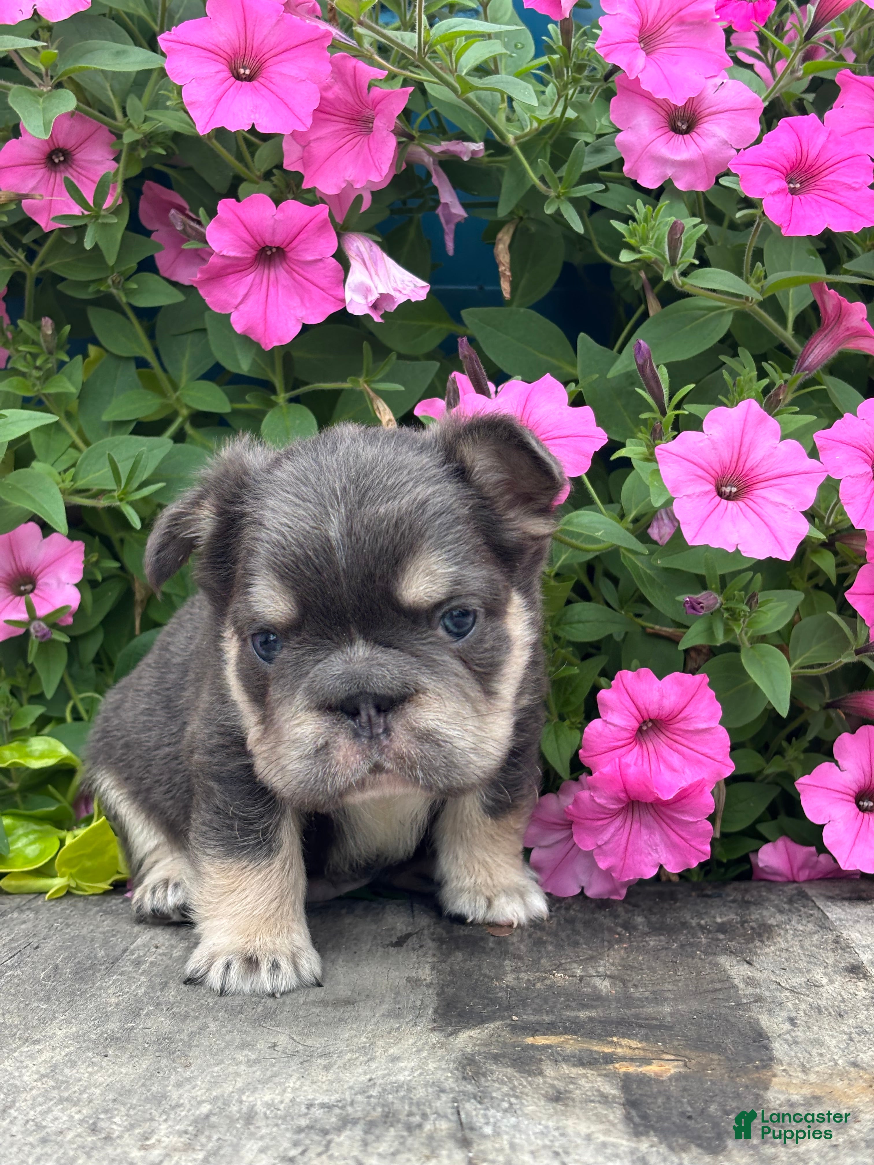 French Bulldog dogs Mason - Ad 1