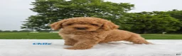 Cavapoo dogs for sale: Chile - Ad 4