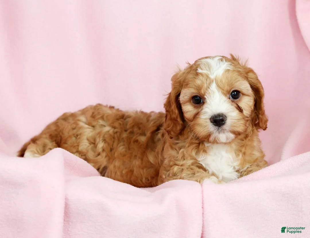 Cavapoo dogs for sale: Crystal - Ad 6