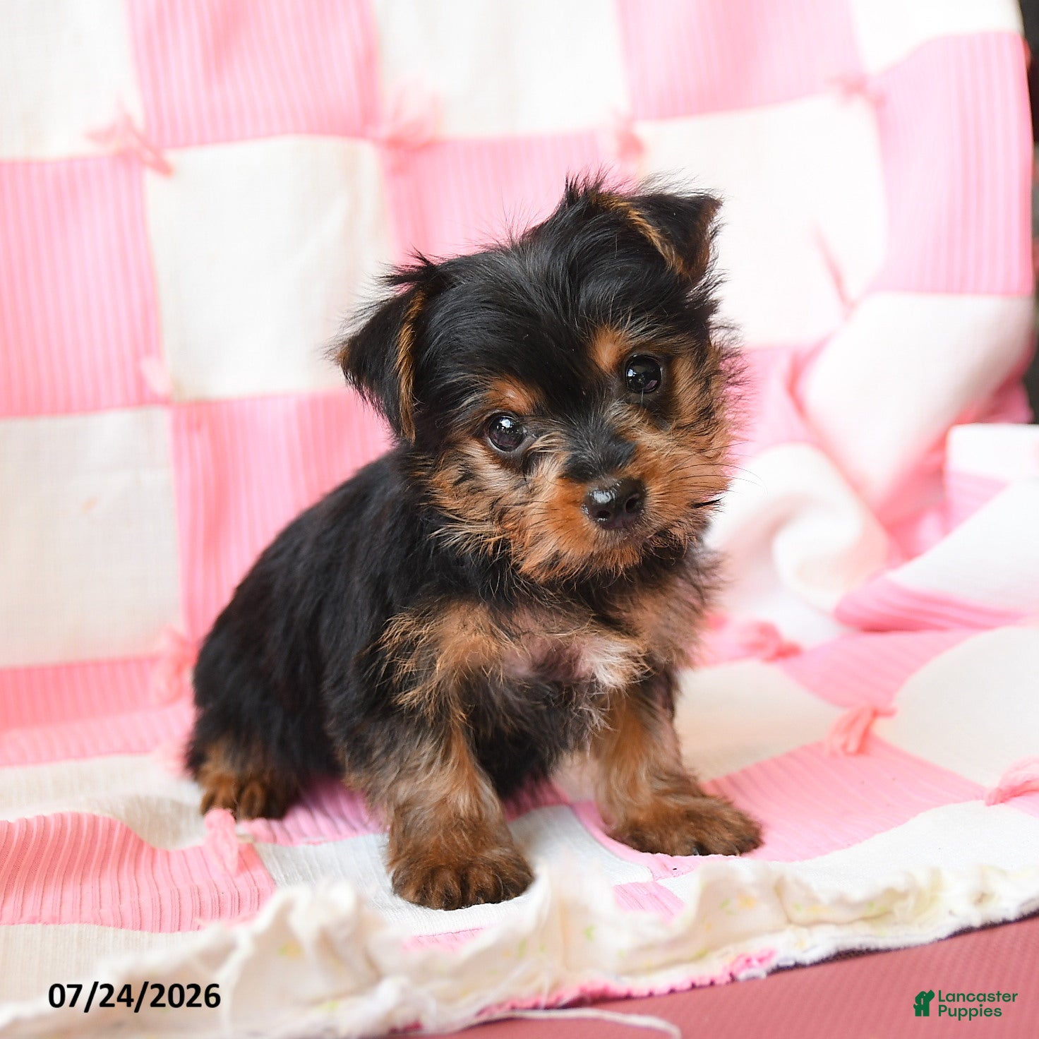 Yorkshire Terrier dogs Haven - Ad 1
